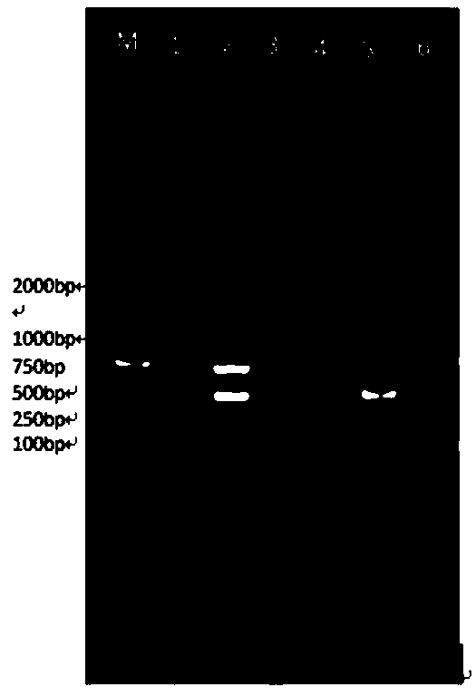 Double-PCR (polymerase chain reaction) detection kit and method for giardia and cryptosporidia of sheep