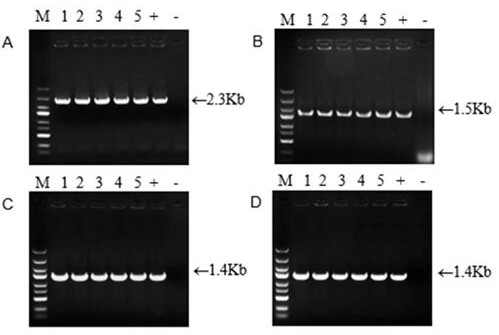 A kind of preparation method of ginsenoside f1