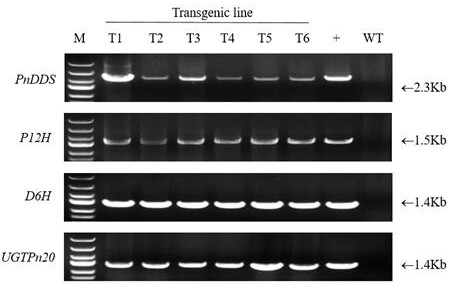 A kind of preparation method of ginsenoside f1