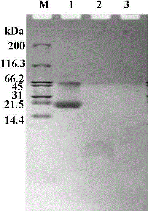 Preparation method for phycoerythrin ACE inhibitory peptide