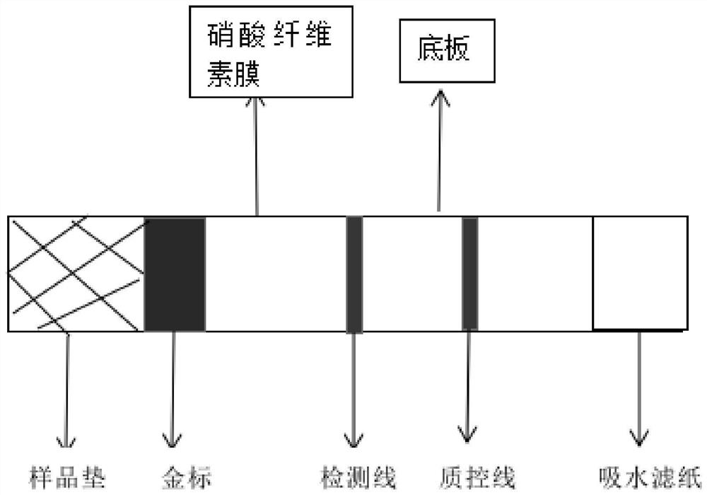 Novel coronavirus neutralizing antibody qualitative detection kit based on colloidal gold double-antibody sandwich method