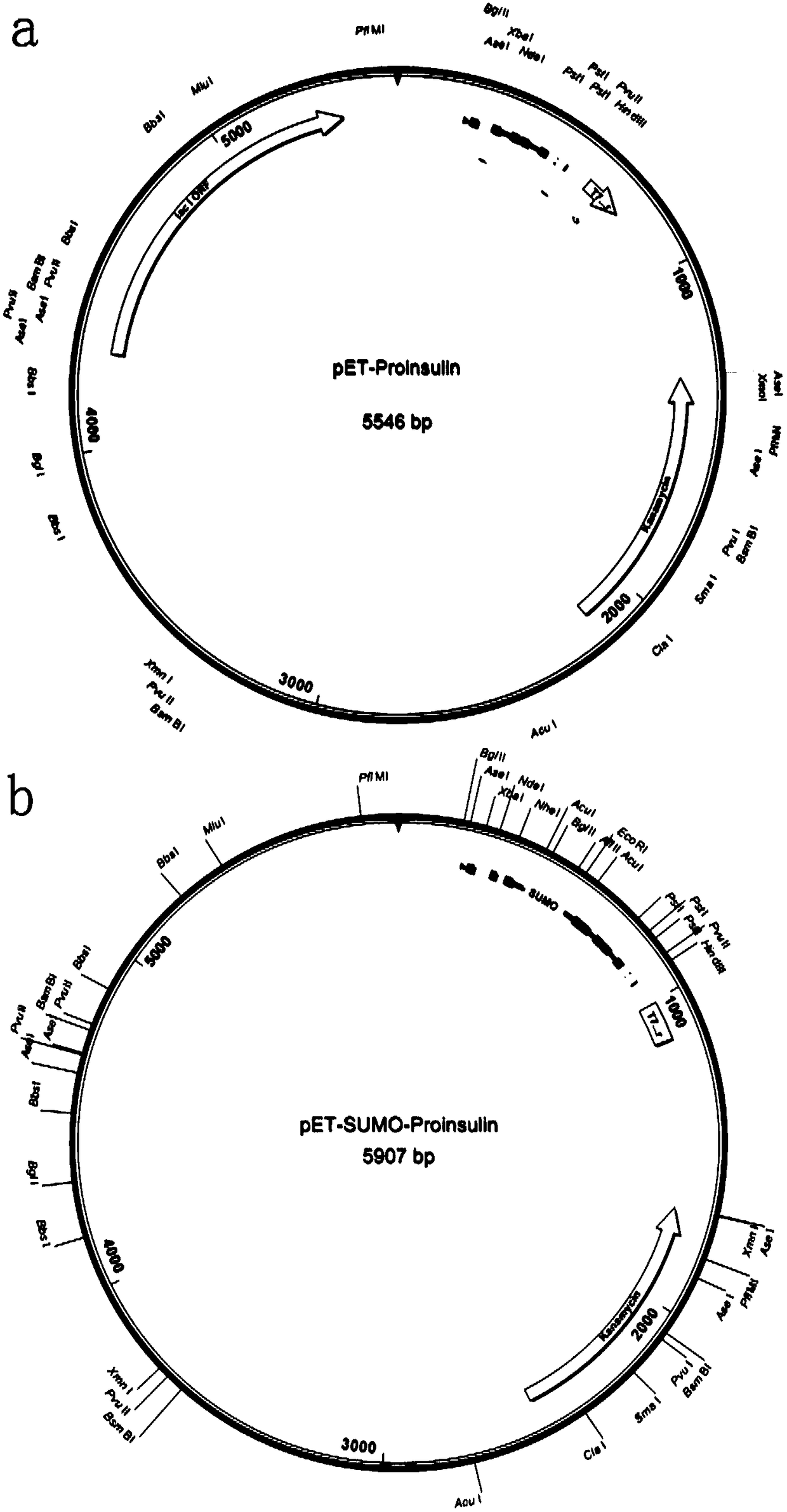 Preparation method of recombinant human insulin