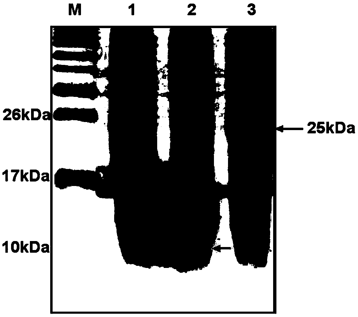 Preparation method of recombinant human insulin