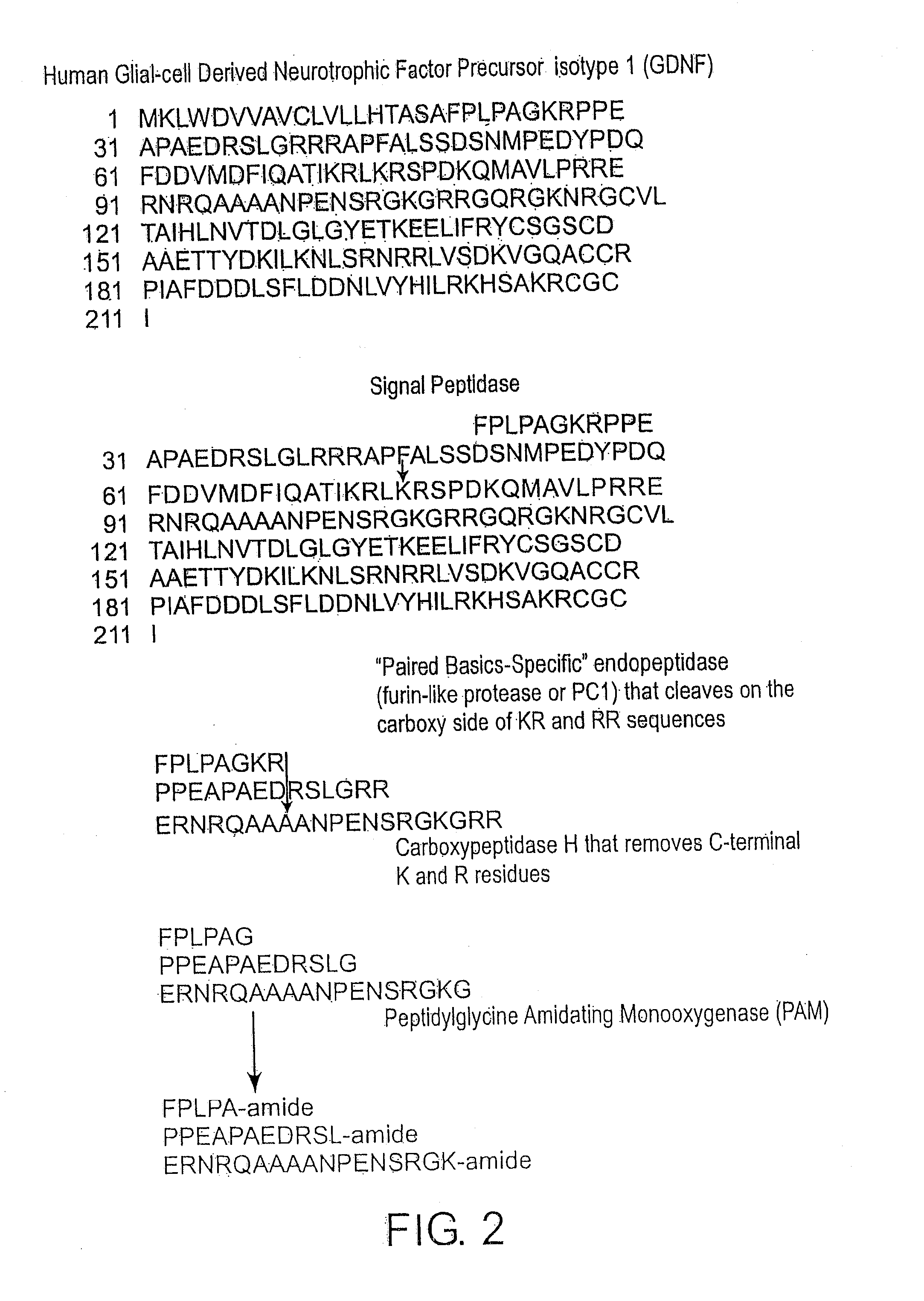 Amidated dopamine neuron stimulating peptides for CNS dopaminergic upregulation