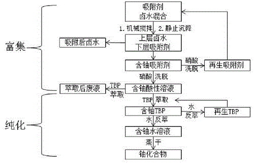 Extraction method of uranium in salt lake brine