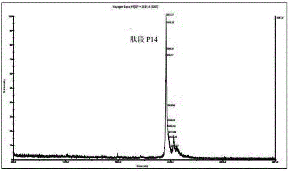 Antigen polypeptide and application of anti-GBM nephritis model built from same