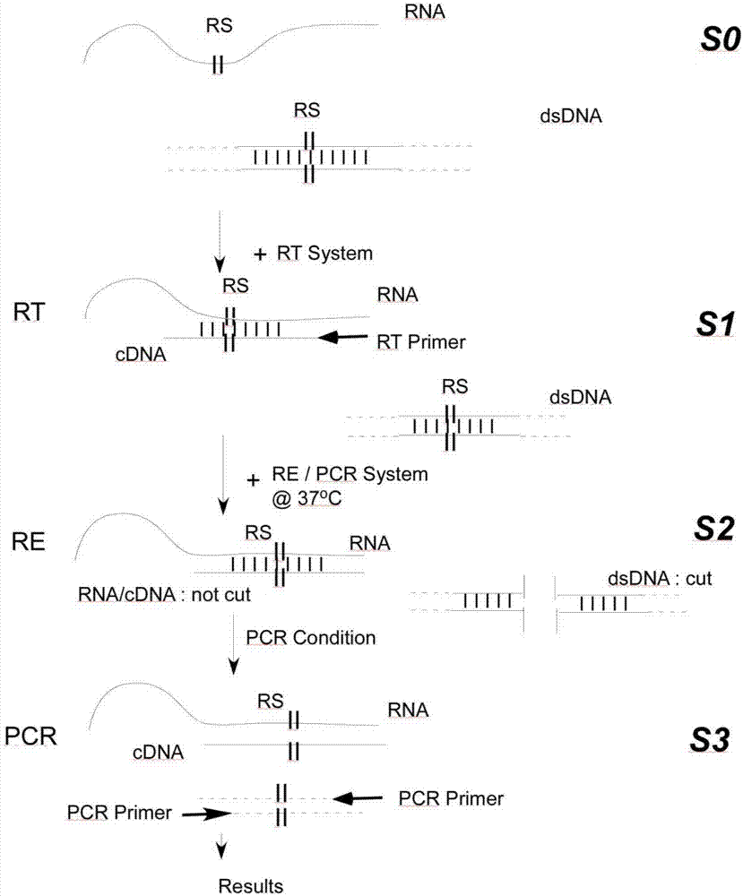 An RT-PCR Method Integrating Restriction Cutting to Remove DNA Contamination