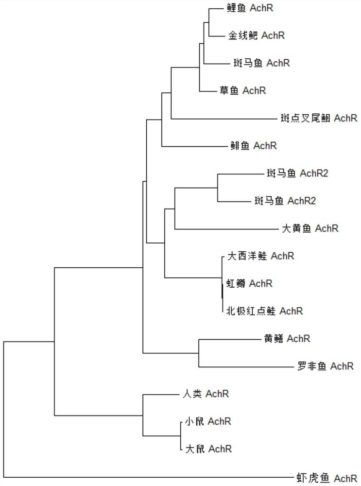 Application of sinomenine in prevention and treatment of fish enterohepatitis caused by soybean meal feed