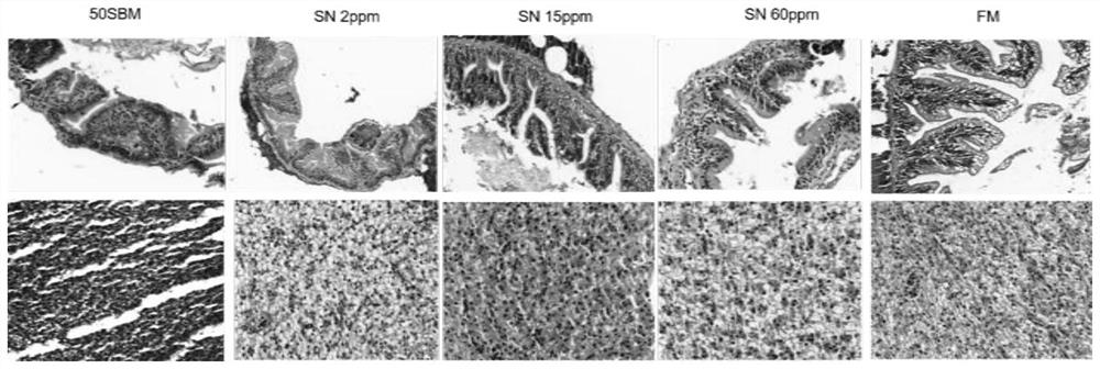 Application of sinomenine in prevention and treatment of fish enterohepatitis caused by soybean meal feed