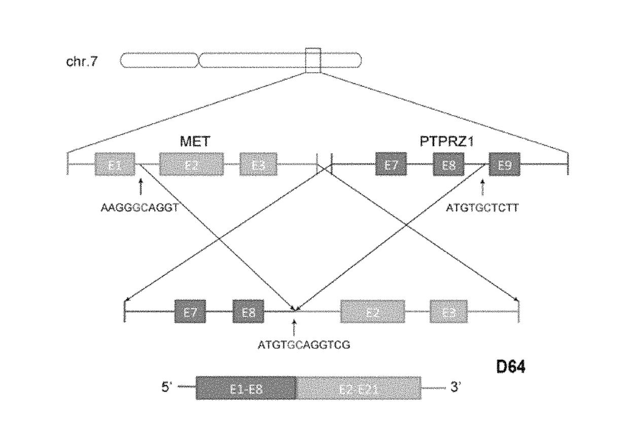 Artificial synthetic cDNA and method for detecting secondary glioblastoma