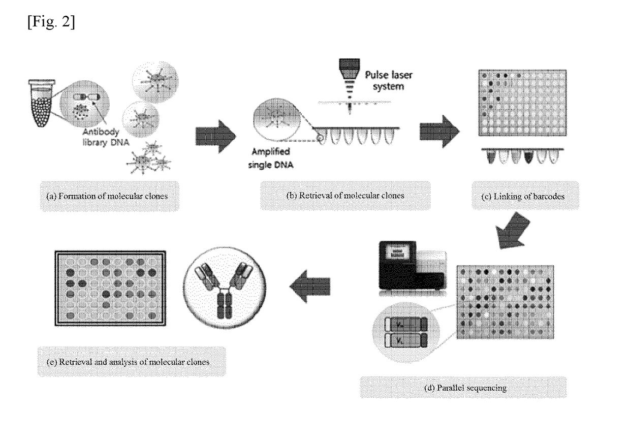 Method for extracting and characterizing molecular clones