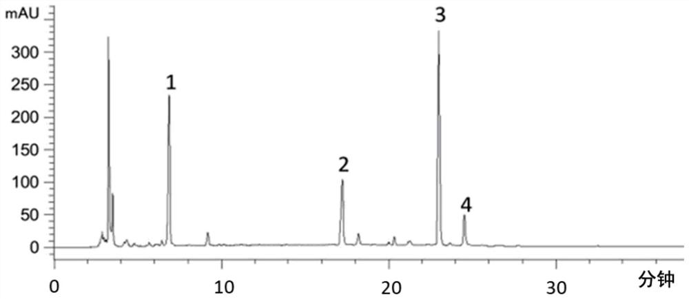 Application of semen plantaginis extract in preparation of medicine for treating myocardial hypertrophy