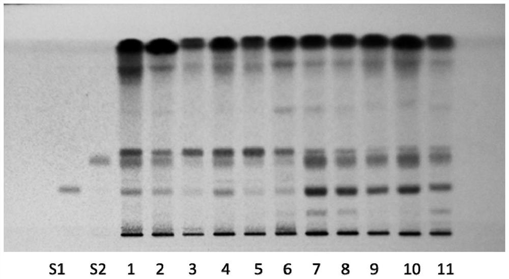 Application of semen plantaginis extract in preparation of medicine for treating myocardial hypertrophy