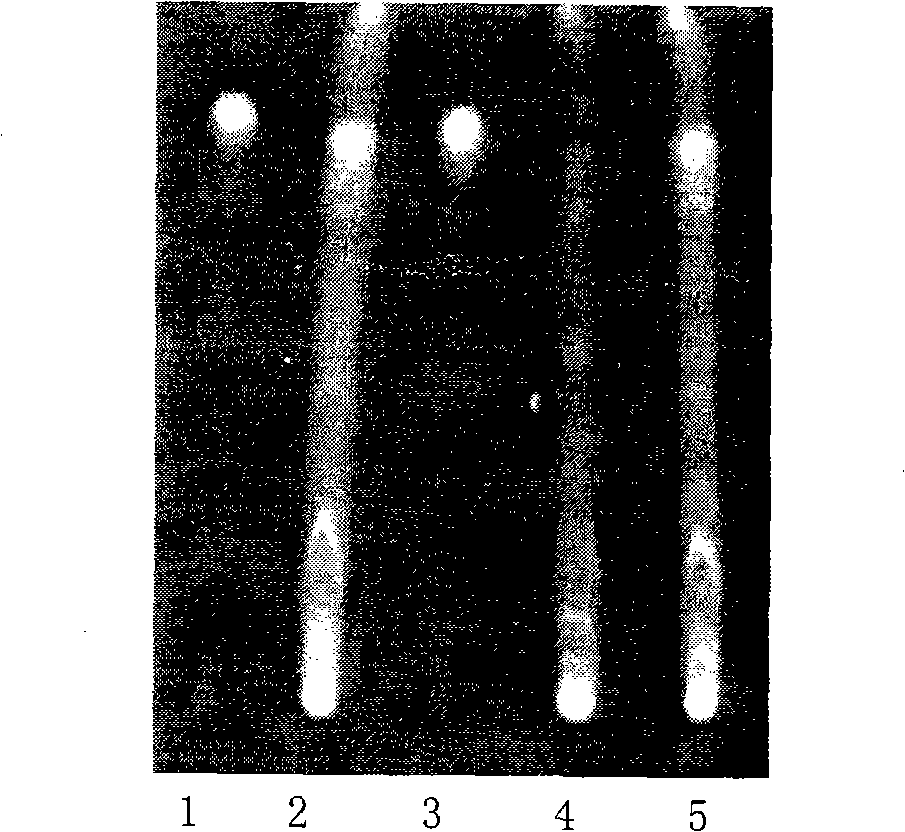 Method for testing quality criteria of conghuang preparation for tonifying kidney