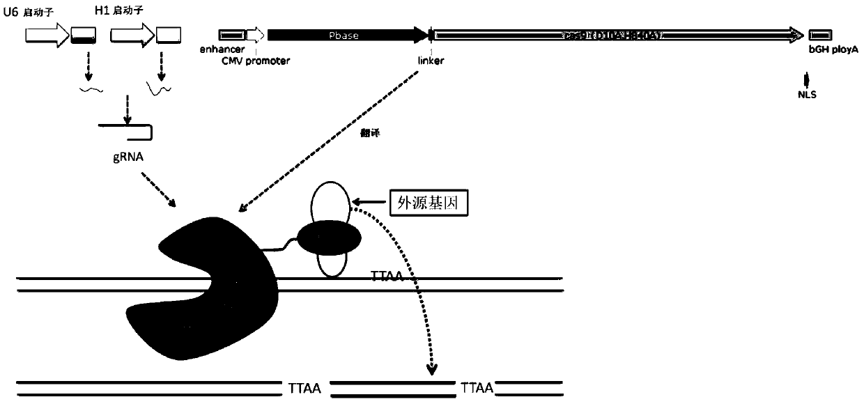 An efficient site-directed transgenic tool and its application