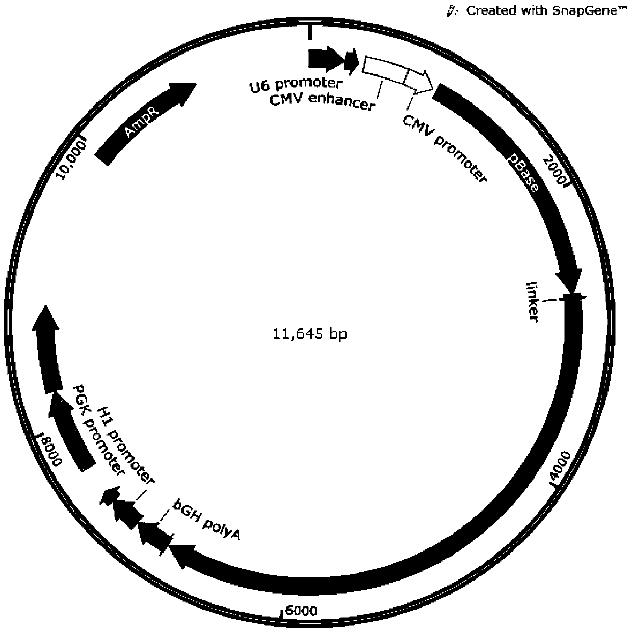 An efficient site-directed transgenic tool and its application