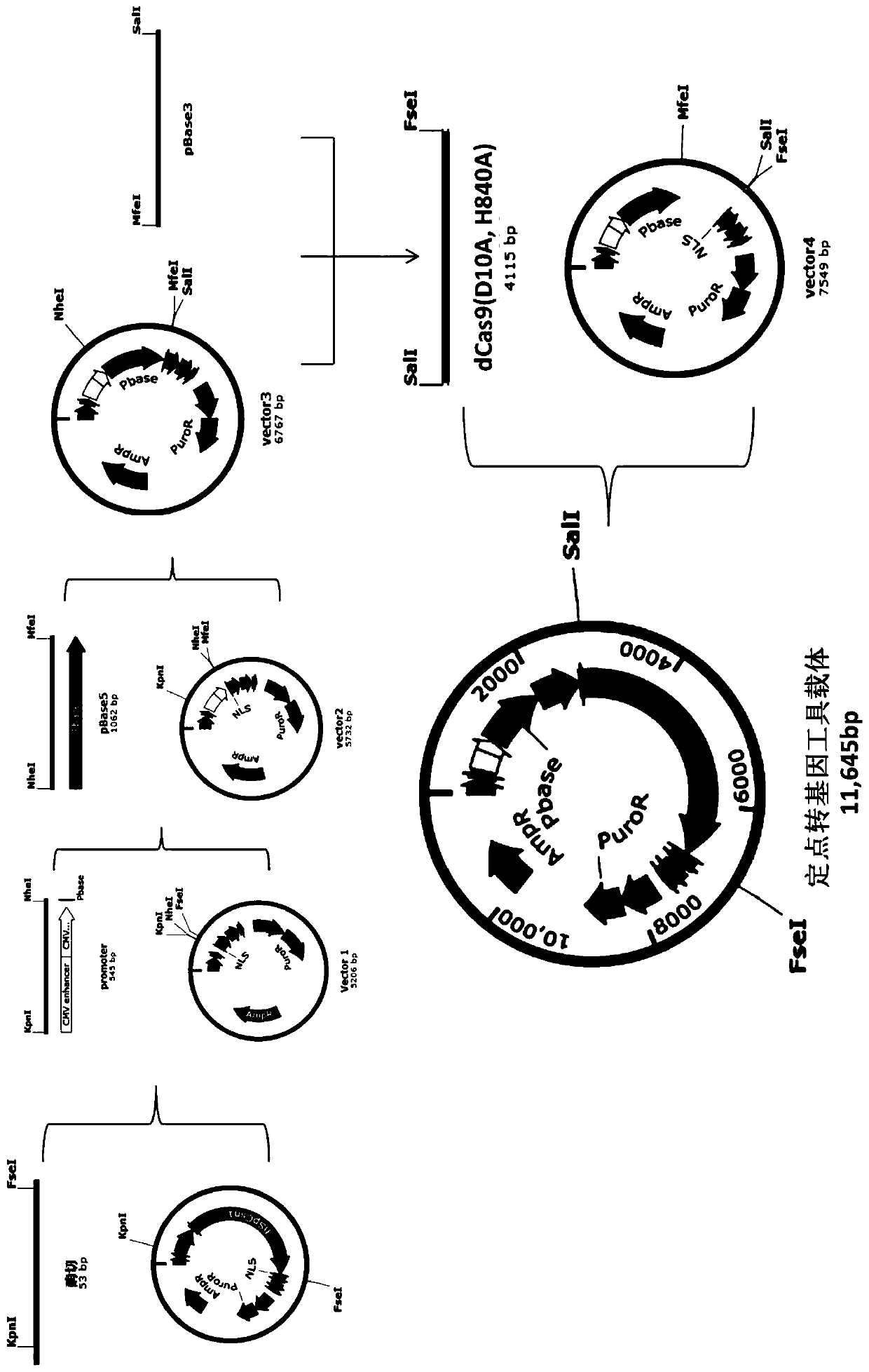 An efficient site-directed transgenic tool and its application