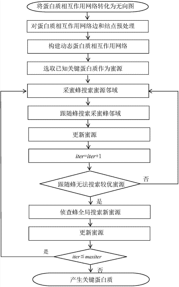 Method for identifying key protein using artificial bee colony optimization algorithm of foraging mechanism