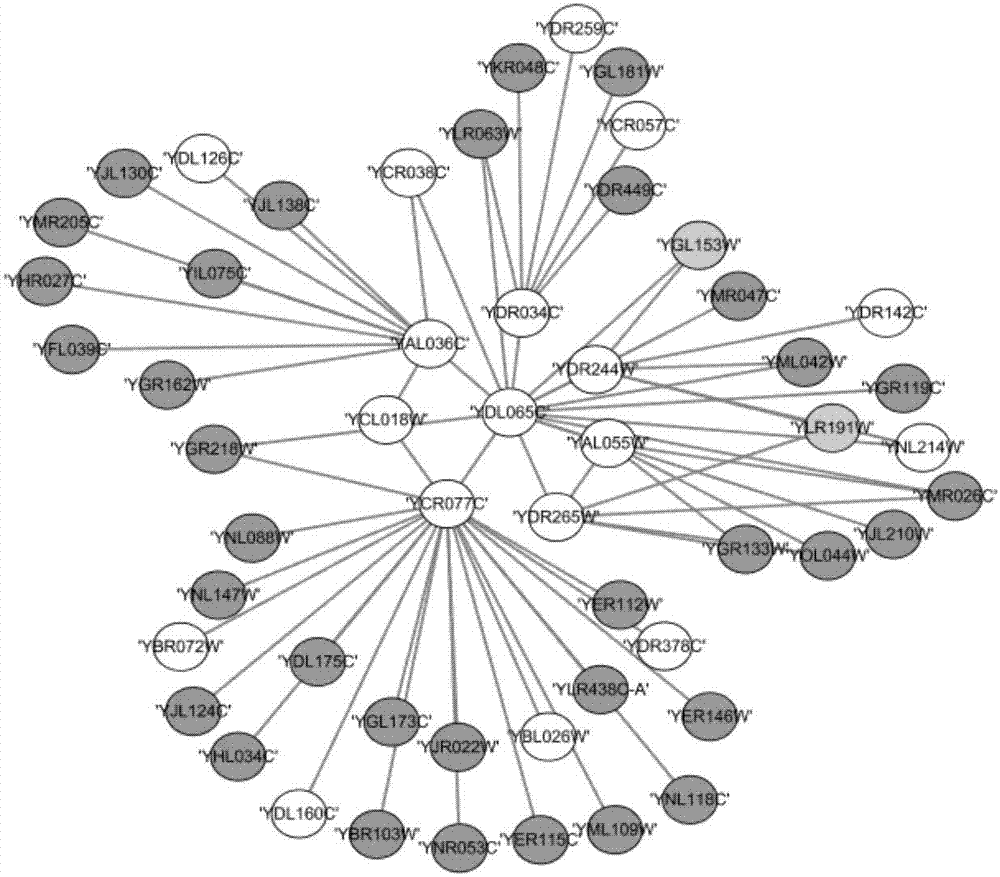 Method for identifying key protein using artificial bee colony optimization algorithm of foraging mechanism