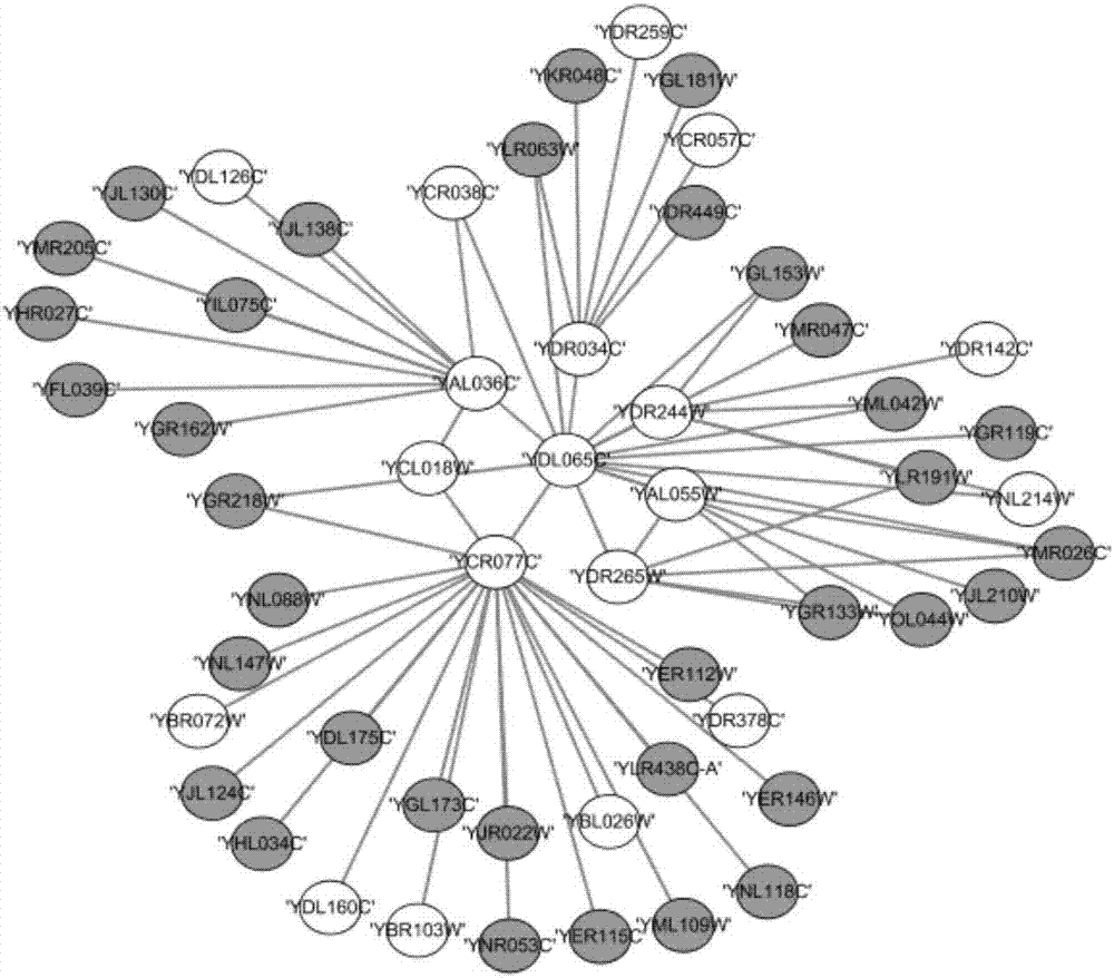 Method for identifying key protein using artificial bee colony optimization algorithm of foraging mechanism