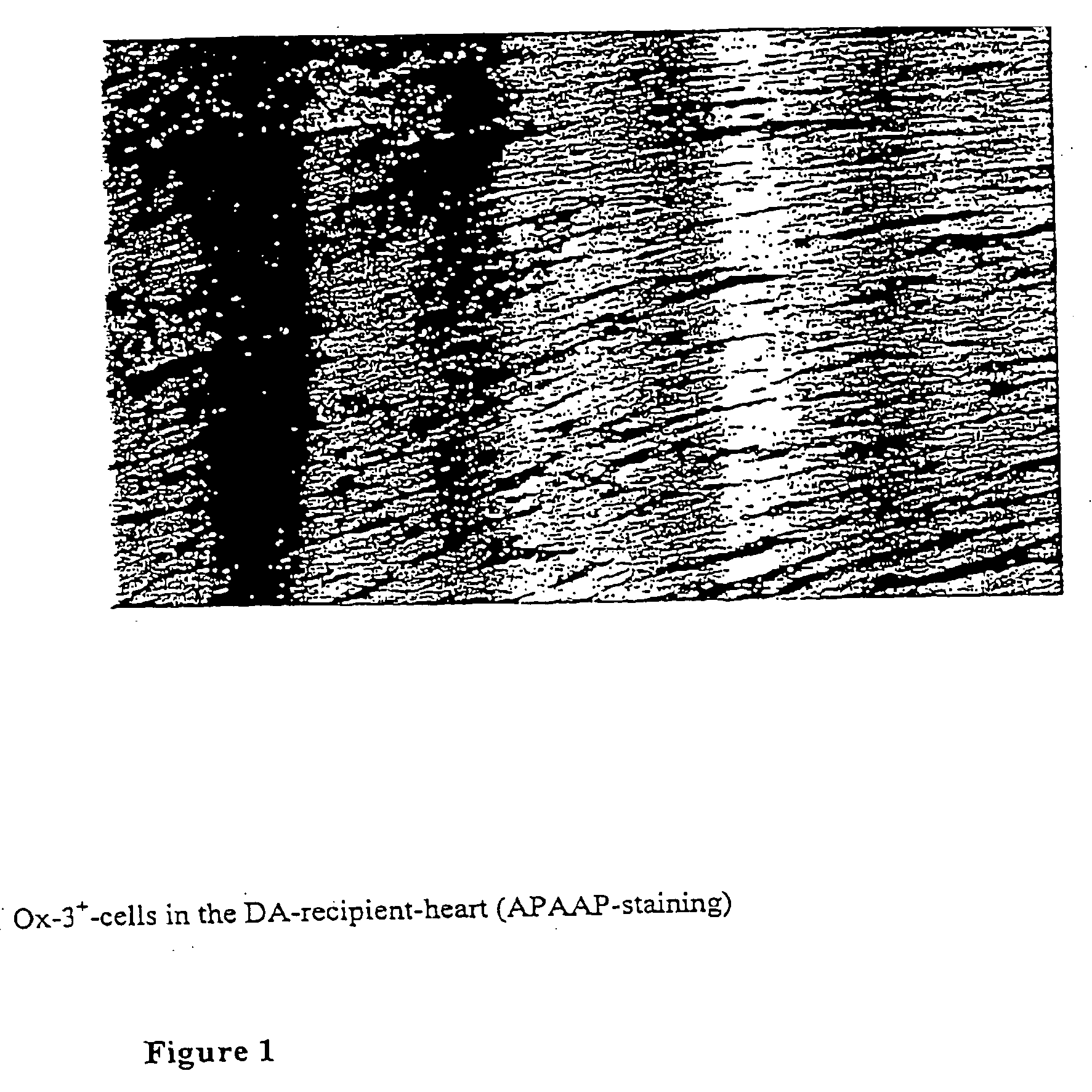 Use of cells derived from embryonic stem cells for increasing transplantation tolerance and for repairing damaged tissue