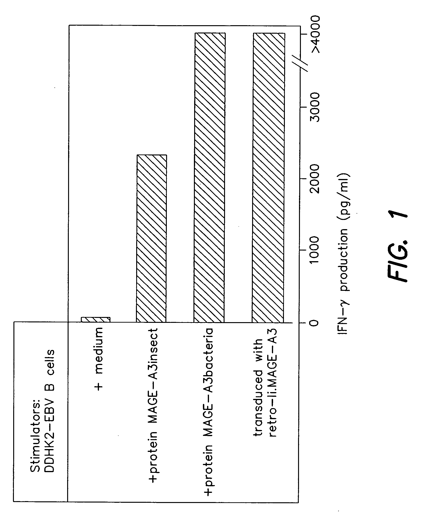 MAGE-A3 peptides presented by HLA class II molecules