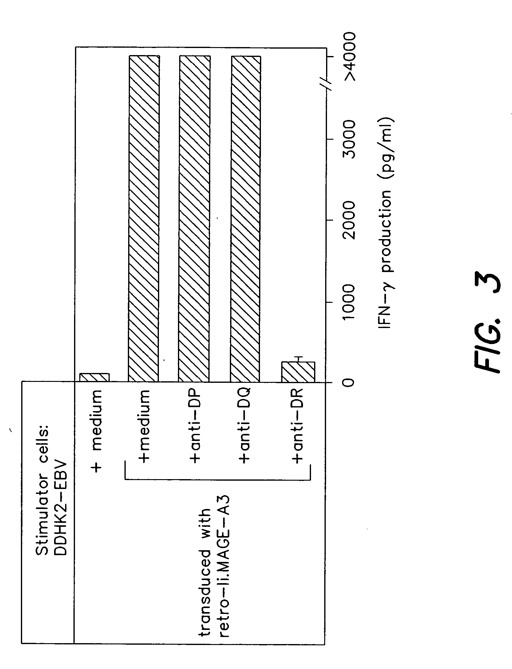 MAGE-A3 peptides presented by HLA class II molecules