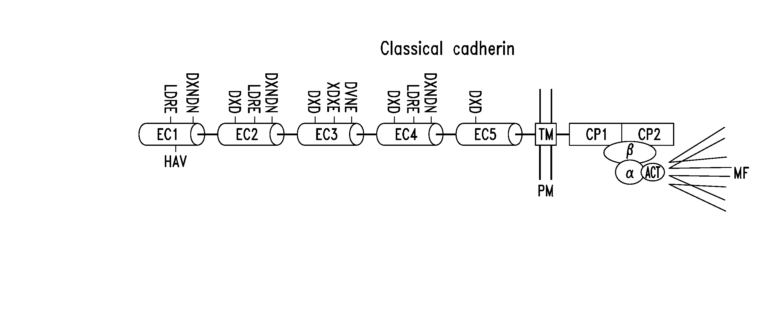 Peptidomimetic modulators of cell adhesion