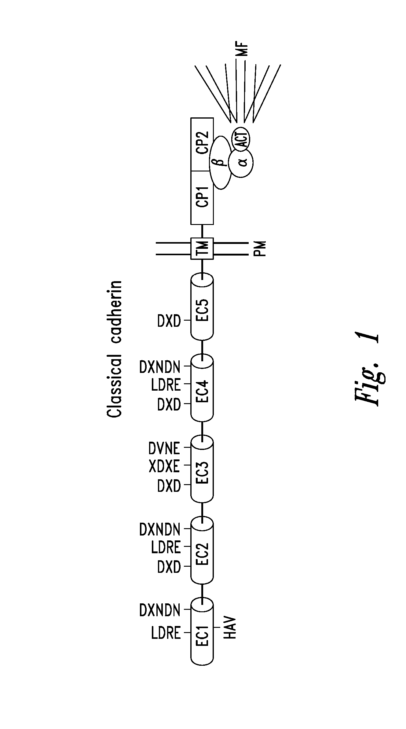 Peptidomimetic modulators of cell adhesion