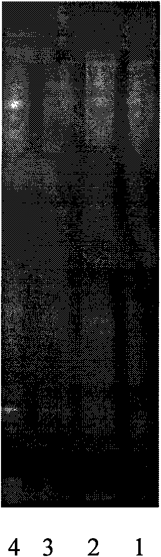 Bacterial preparation for degrading petroleum and restoring petroleum polluted soil ecology and preparation method thereof