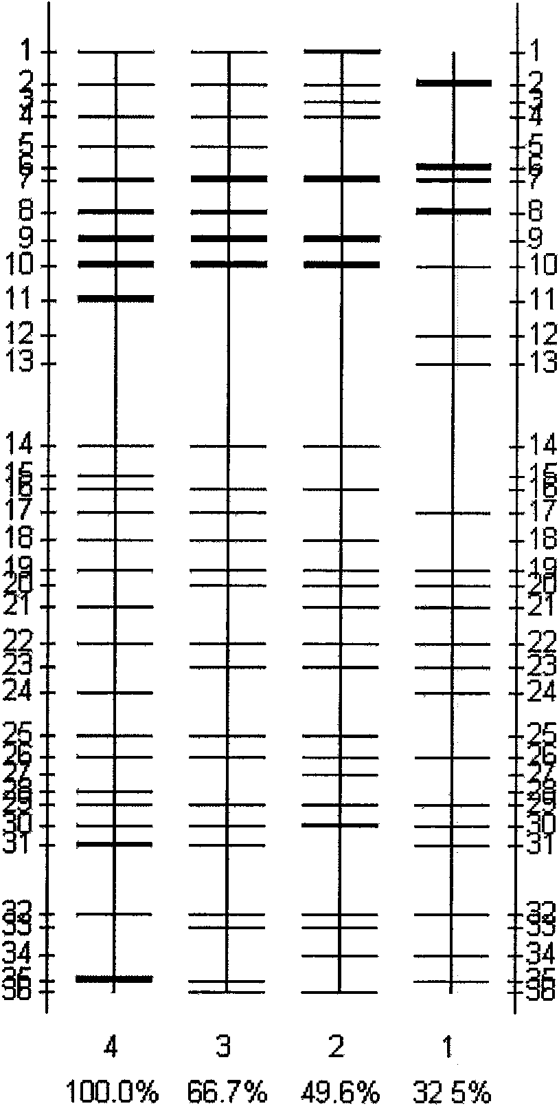 Bacterial preparation for degrading petroleum and restoring petroleum polluted soil ecology and preparation method thereof