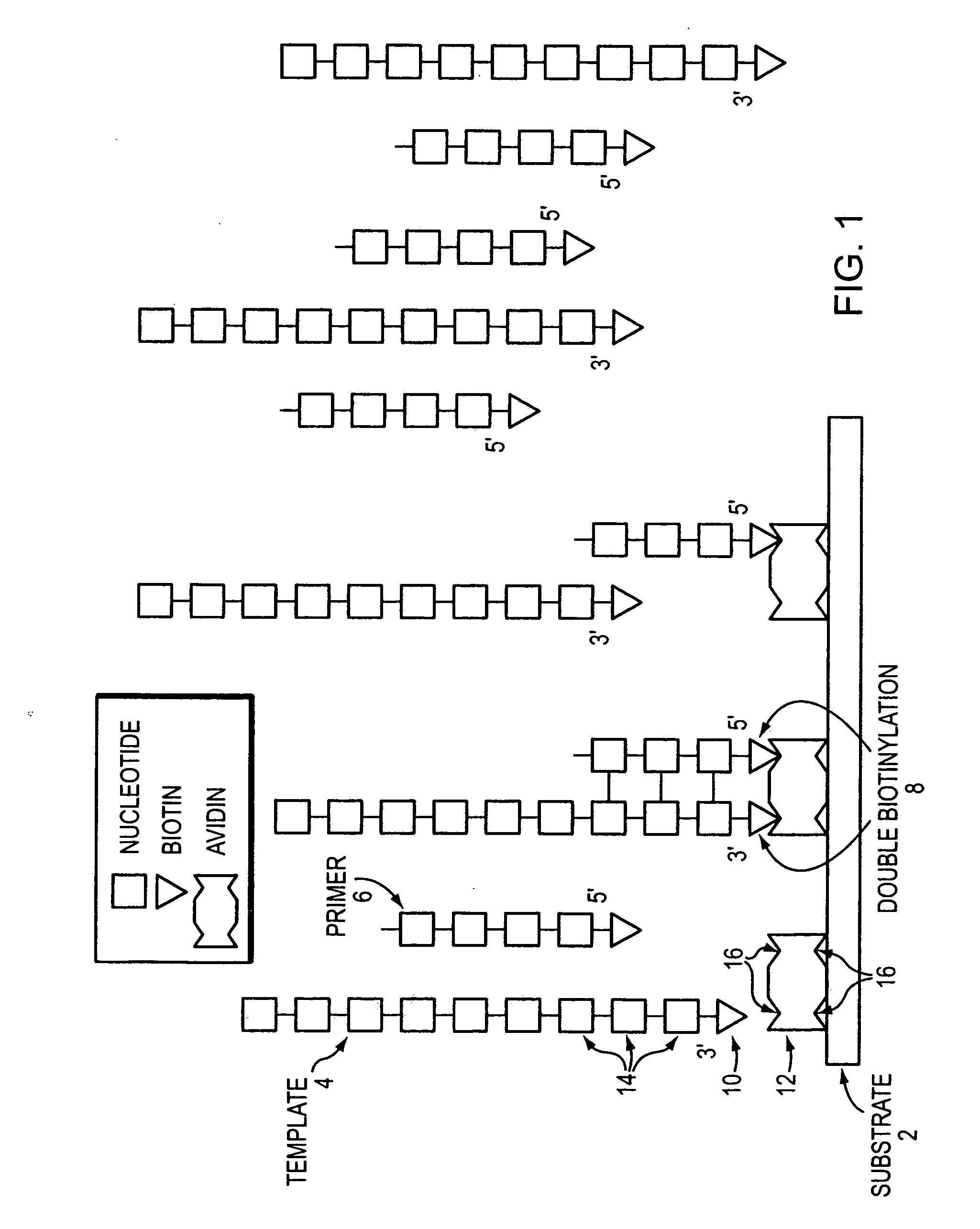 Stabilizing a nucleic acid for nucleic acid sequencing