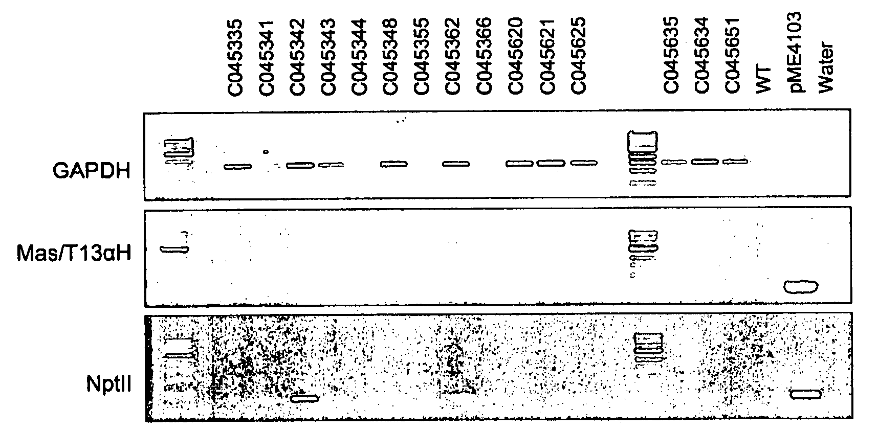 Taxus Transformation Transformed Cells, and Related Compositions and Methods