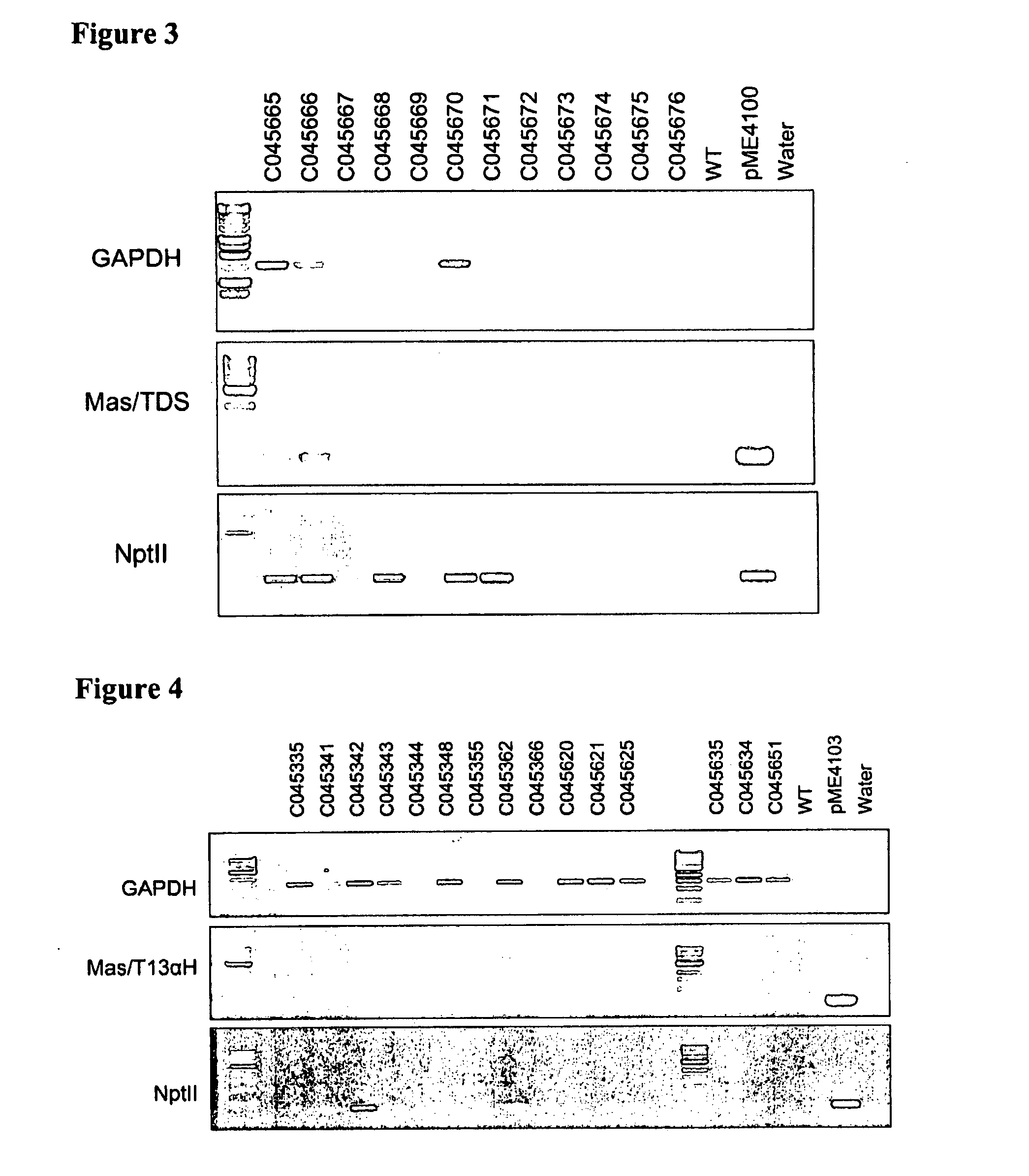 Taxus Transformation Transformed Cells, and Related Compositions and Methods