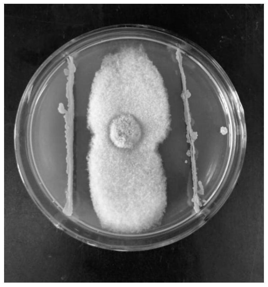 Biocontrol bacterium I-5 and application thereof in prevention and treatment of Medicago sativa root rot