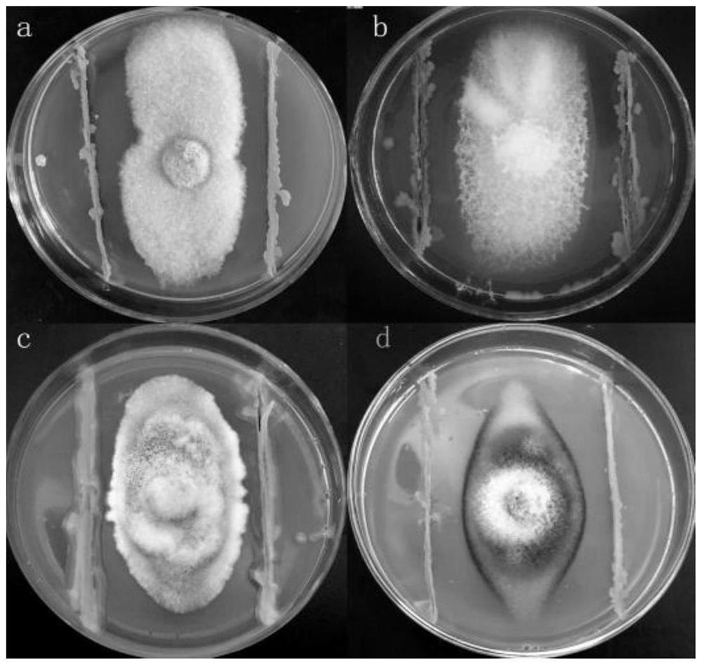 Biocontrol bacterium I-5 and application thereof in prevention and treatment of Medicago sativa root rot