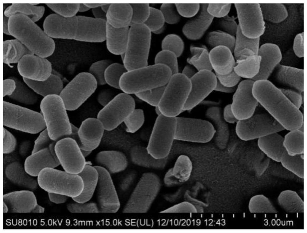 Biocontrol bacterium I-5 and application thereof in prevention and treatment of Medicago sativa root rot