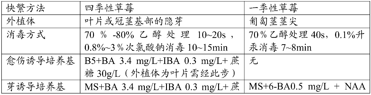 A kind of day-neutral strawberry tissue culture rapid propagation medium and tissue culture rapid propagation method