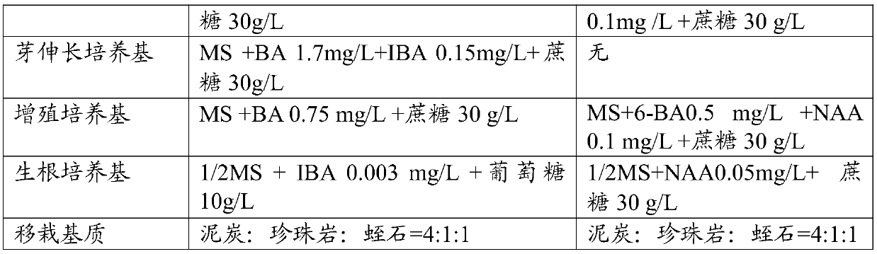 A kind of day-neutral strawberry tissue culture rapid propagation medium and tissue culture rapid propagation method