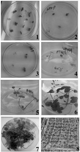 A kind of day-neutral strawberry tissue culture rapid propagation medium and tissue culture rapid propagation method