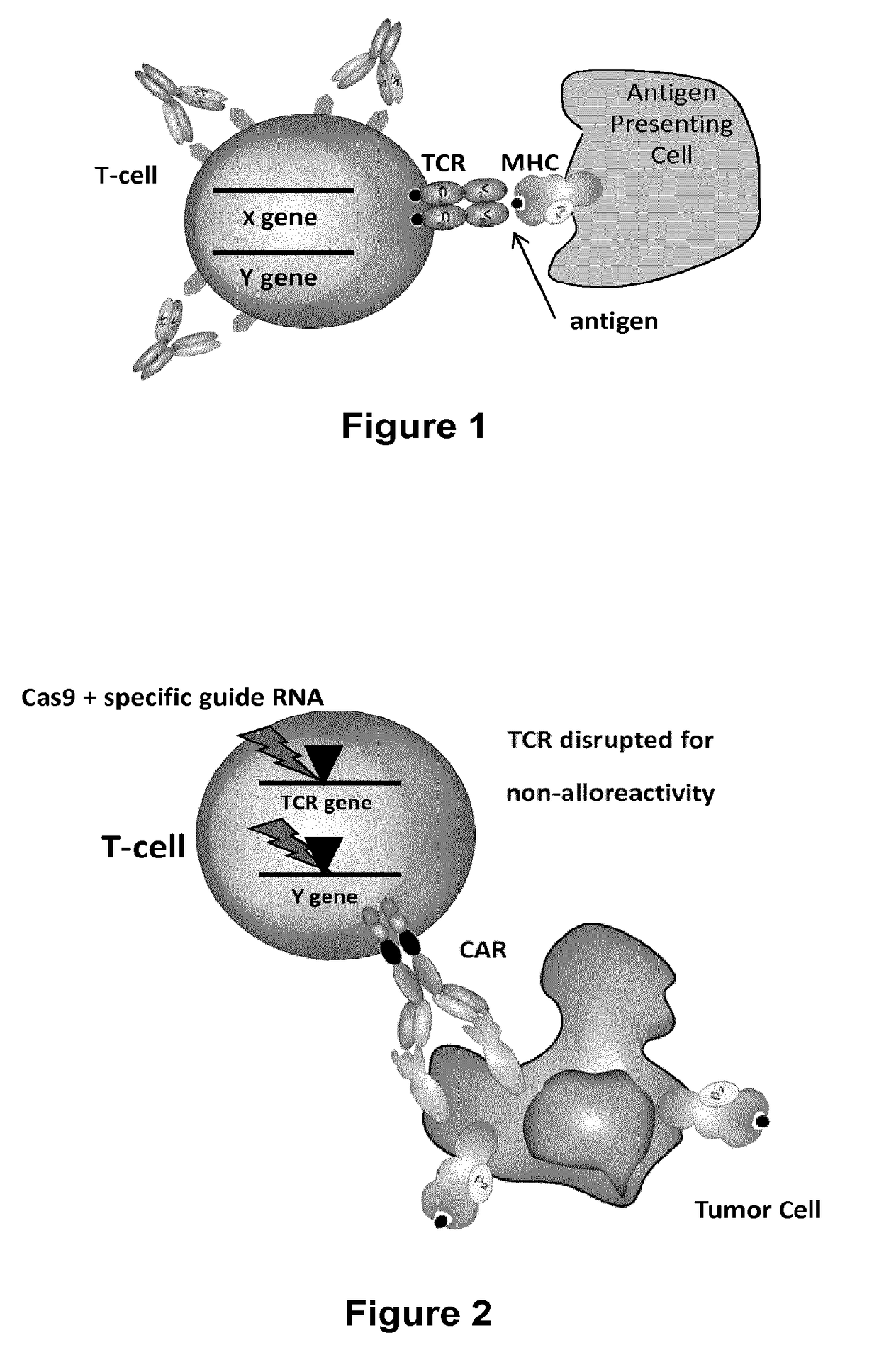 Methods for engineering T cells for immunotherapy by using RNA-guided CAS nuclease system