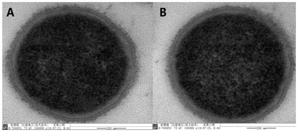 Method for separating complete bacteria from infected cells