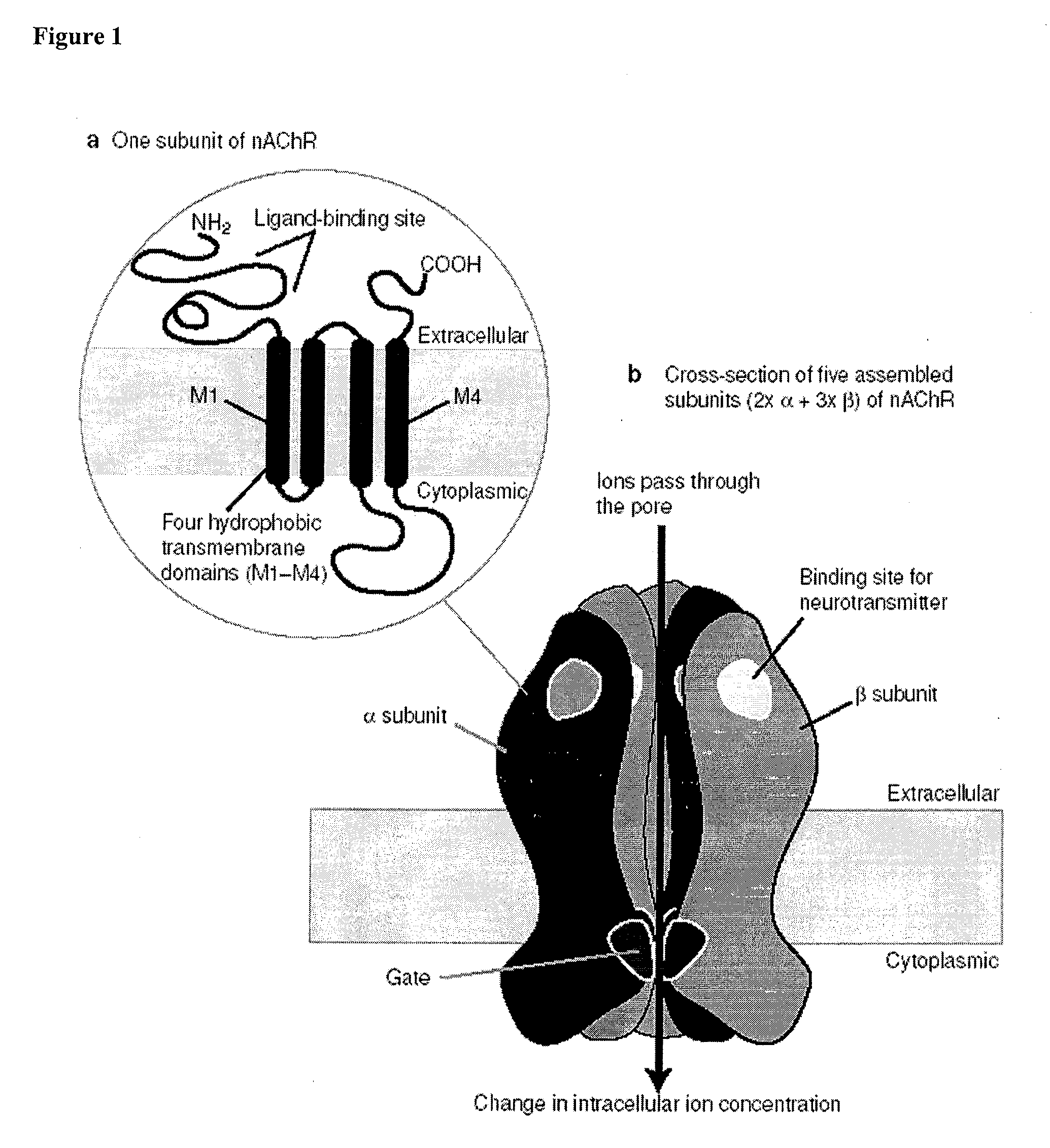 10-Substituted Cytisine Derivatives and Methods of Use Thereof