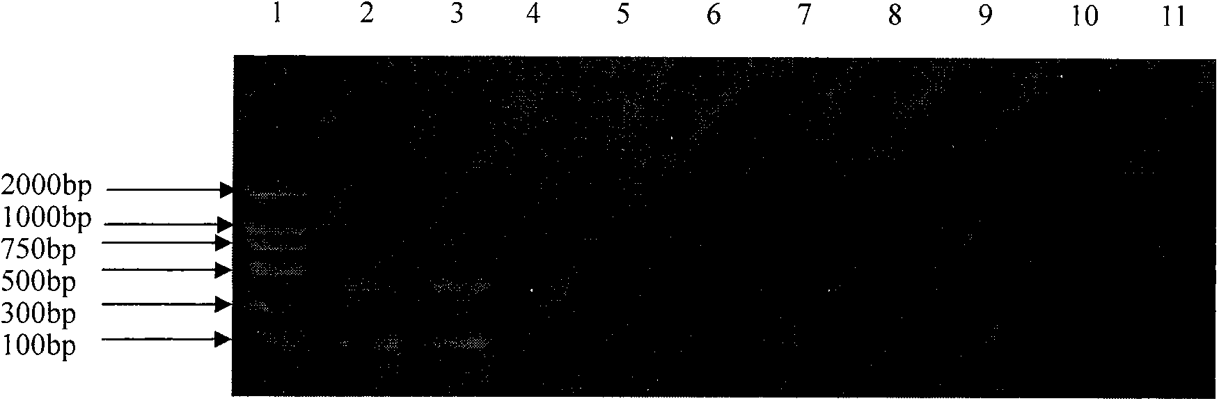 Tortoise shell DNA detection kit and identification method