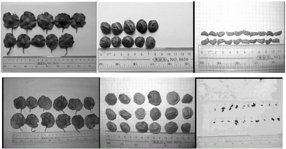 Highly efficient germination and seedling culture method for red sandalwood seeds