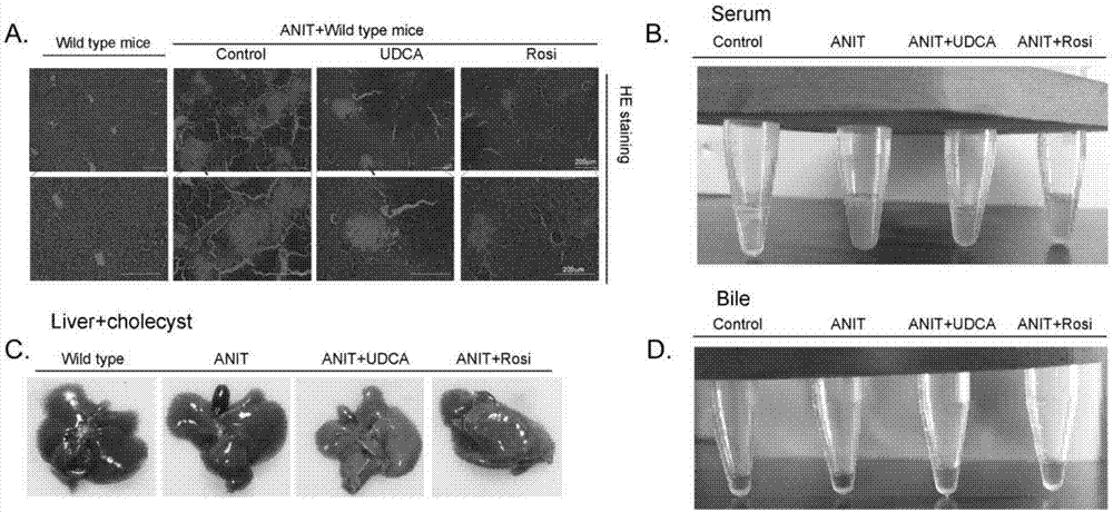 New application for litazone drugs