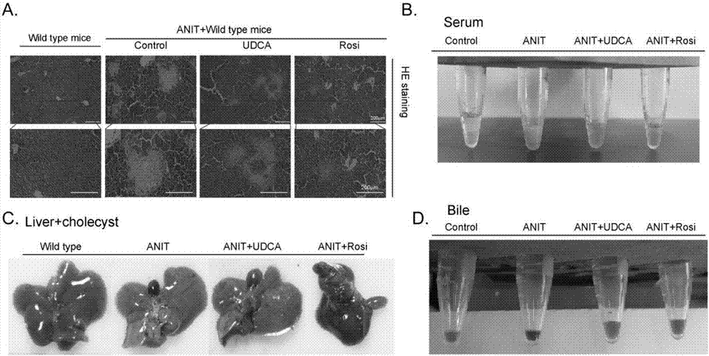 New application for litazone drugs