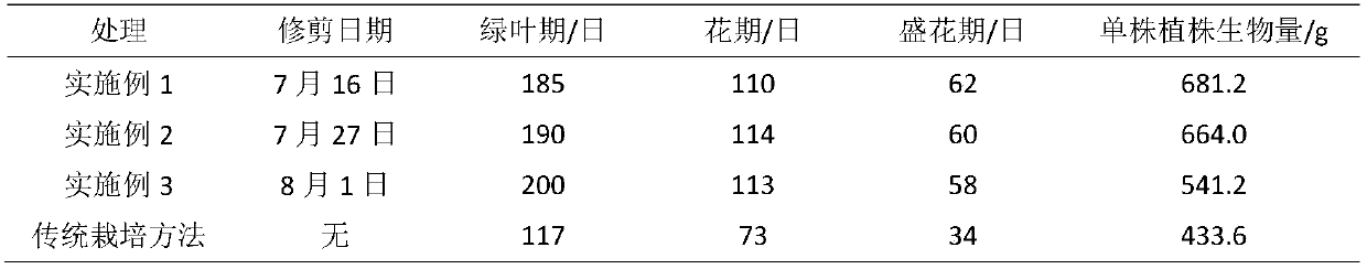 Cultivation method for promoting biannual growth and flowering of Lythrum salicaria