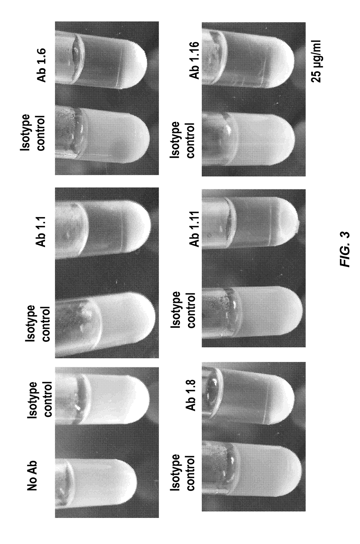 Passive immunization for <i>Staphylococcus </i>infections