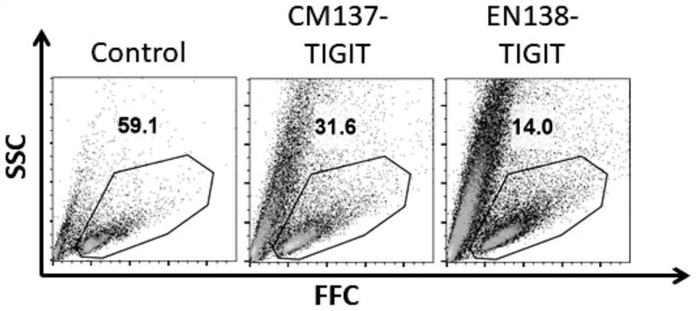 Method for efficiently knocking out TIGIT gene in NK cell